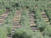 Olive Tree Art 