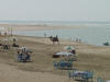 Beach Camels 