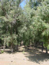 Eucalyptus Groves