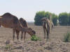 Roadside Camels 