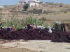 Sorting Sea Weed 