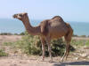 Roadside Camel 