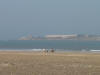 Camels on Beach