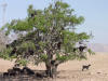 Tree Full of Goats 