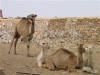 Camels at Market