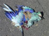 Bluebird of Unhappiness