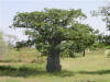 Baobab Tree