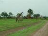 Giraffe Crossing 