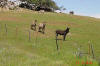 Burros near Cambria