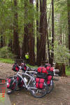 Camping in the Redwoods, Big Sur