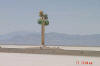 A tree grows on the Salt Flats