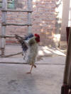 Dancing Rooster
