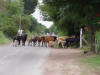 Cattle on Road