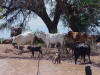 Cattle @ Water Hole
