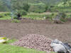 Potato Harvest