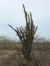  Slender Cactus