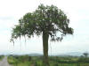 African Baobab Tree? 