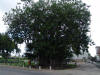 Tree of Many Trunks