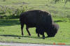 Yellowstone Greeter