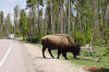 A Buffalo Crossing 
