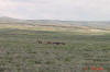 Wild Wyoming Ponies 