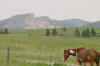 Horse and Crazy horse 