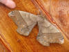 Behemoth Moth