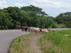 Cattle Drive 