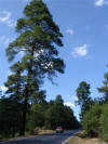 Big Pines