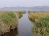 Reed Channel
