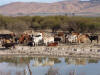 Desert Cattle