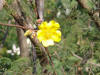 Yellow Flower