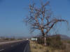 Radar & Old Tree