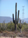 Cactus & Tower