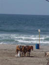 Beach Ponies