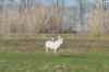 Wild White horse with an egret sitting on it